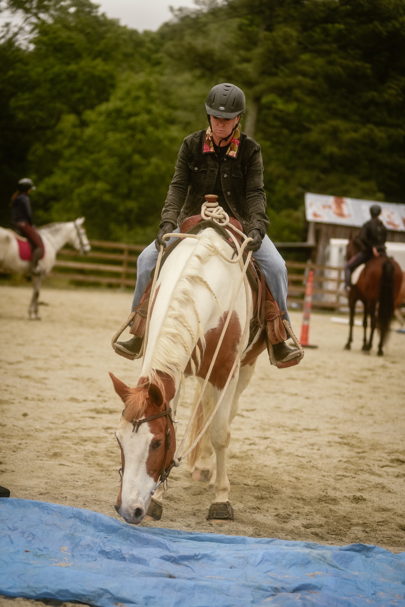 Rider observing her horse as it investigates an obstacle